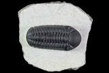 Detailed Austerops Trilobite - Beautiful Eyes #89518-1